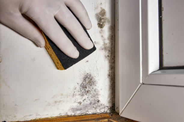Best Air Quality Testing for Mold Spores  in Menasha, WI